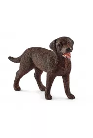 Labrador Retrieve suczka