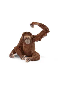 Orangutan samica