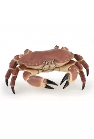 Krab