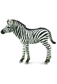 Zebra Foal