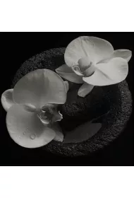 Corpse Flower (CD)