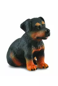 Pies rottweiler szczeniak