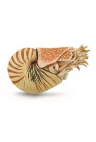 Nautilus Pompilius
