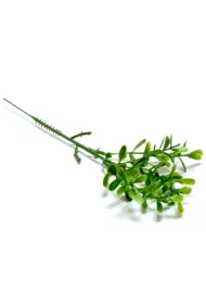 Kompozycja kwiatowa Ga��zka Bukszpanu 25 cm ARPEX VW9234