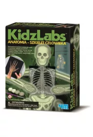 Anatomia - szkielet cz�owieka (M115.3375) * 4M