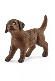 Labrador Retrieve szczeniak