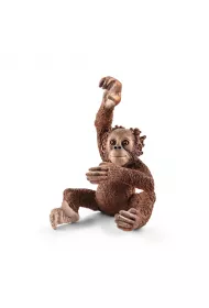 Orangutan m�ody