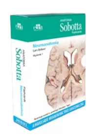 Anatomia Sobotta Flashcards. Neuroanatomia. Angielskie mianownictwo anatomiczne