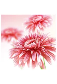 Art Nuvo Karnet kwiatowy kwadrat gerbera FF05