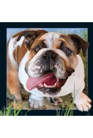 Worth Keeping Poczt�wka 3D Buldog