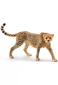 Gepard samica