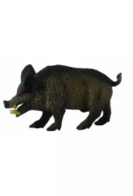 Collecta. Dzik odyniec