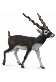 Antylopa Blackbuck