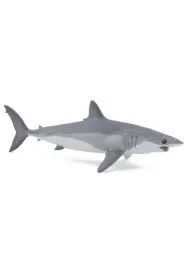 Ostronos atlantycki (rekin mako)