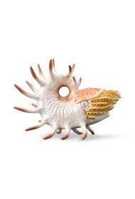 Cooperoceras