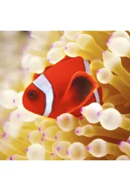 Museums & Galleries Karnet kwadrat z kopert� Clownfish in sea anemone