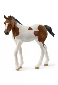 �rebak rasy Paint Horse