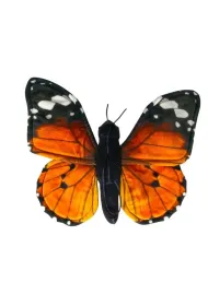 Motyl monarcha czerwony Dubi