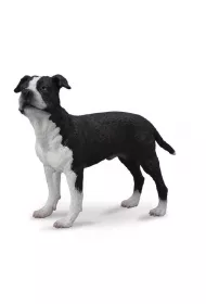 Pies ameryka�ski saffordshire terrier
