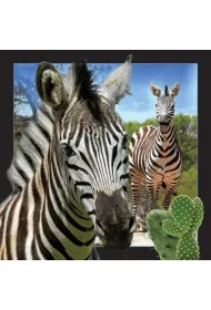 Worth Keeping Poczt�wka 3D Zebra