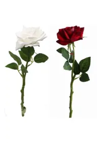 Ga��zka r�a