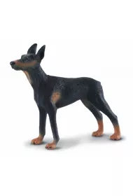 Pies doberman