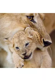 Museums & Galleries Karnet kwadrat z kopert� Lioness and cub