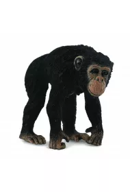 Collecta. Szympans samica