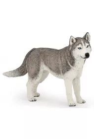 Husky syberyjski