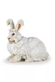 Krolik angora