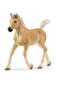 �rebak rasy haflinger slh13951