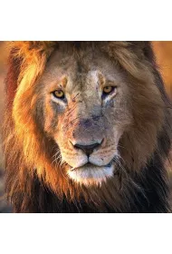 Museums & Galleries Karnet kwadrat z kopert� Male Lion