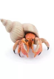 Krab pustelnik
