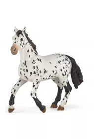 Ko� Appaloosa