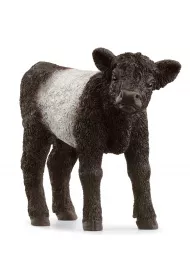 Ciel� rasy galloway SLH13969