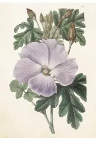 Skona Ting Karnet ST511 B6 + koperta Hibiskus