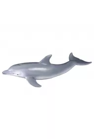 Delfin but�onosy