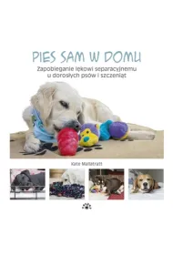 Pies sam w domu