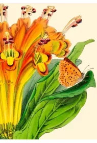 Madame Treacle Karnet B6 z kopert� Alstromeria