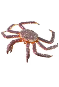 Krab kr�lewski
