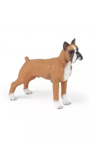 Boxer