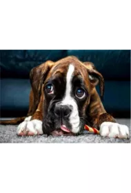 Norimpex Malowanie po numerach. Pies Buldog 6439 40 x 50 cm