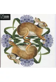 Museums & Galleries Karnet kwadrat z kopert� European Brown Hare