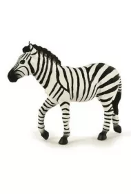 Zebra samiec