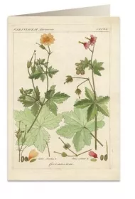 Tassotti Karnet B6 + koperta 6057 Pelargonia pachn�ca