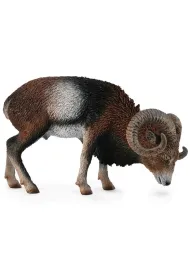 Muflon europejski