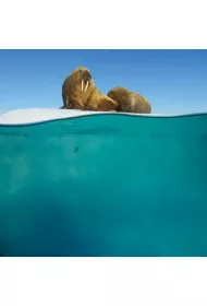 Museums & Galleries Karnet kwadrat z kopert� Walrus Mother and Calf niebieski