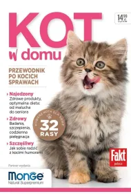 Kot w domu