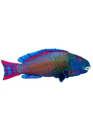 Pluszowa ryba morska niebieska 50cm Dubi