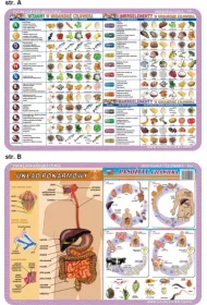 Visual System Podkadka edukacyjna. Szkielet, minie, zmysy